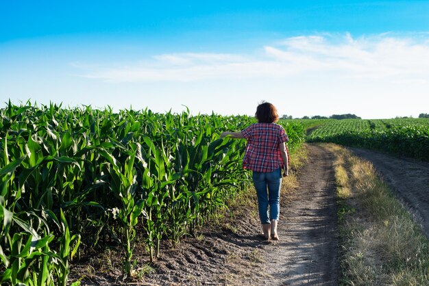 Caucasian confident female maize grower in blue jeans walks along corn field with tablet pc in her hands