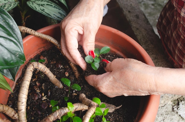 Caucasian Latina senior adult woman doing plant transplant Ecology sustainability Germinated