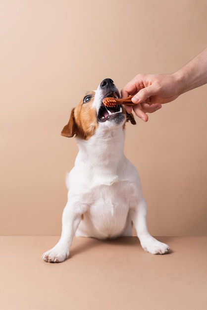 Caucasian male owners hand feeding food to Jack Russell Terrier dog isolated on neutral background