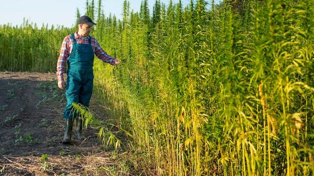 Caucasian middle aged male farmer checking industrial hemp stalks at field sunset time