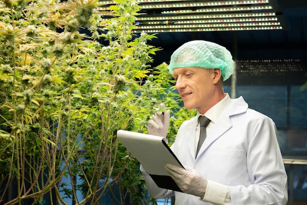 Caucasian scientist research and record data from gratifying cannabis plants