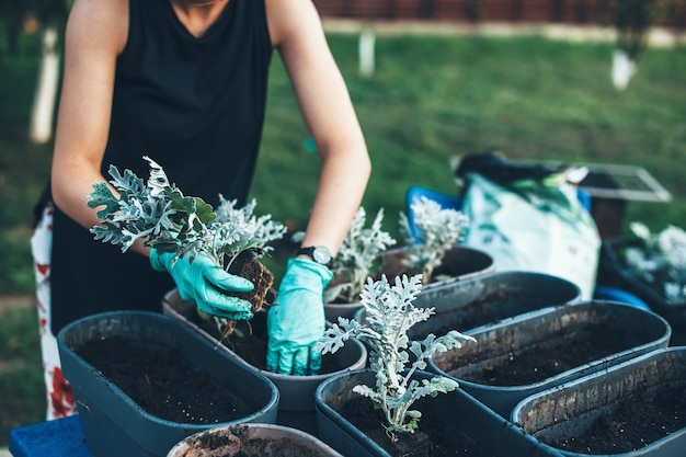 Caucasian woman planting plants in pots at home using gloves while working in the yard