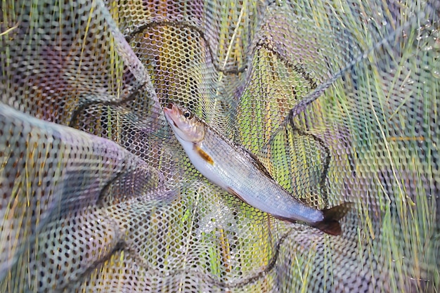 caught European grayling, tackle and fishing, fishing net, wild freshwater river fish