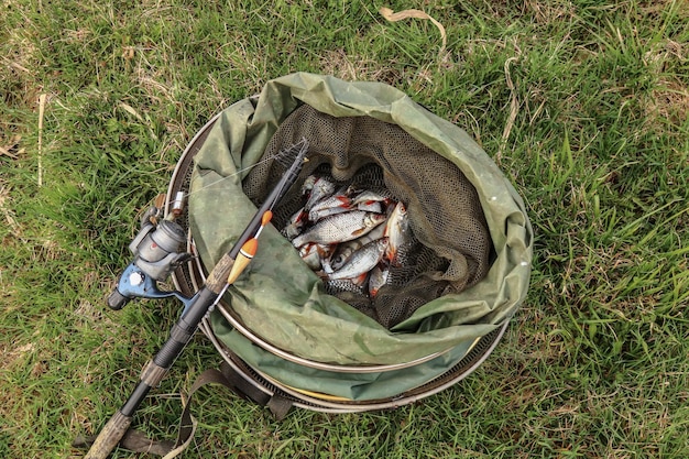 Caught fish in a cage on the grass