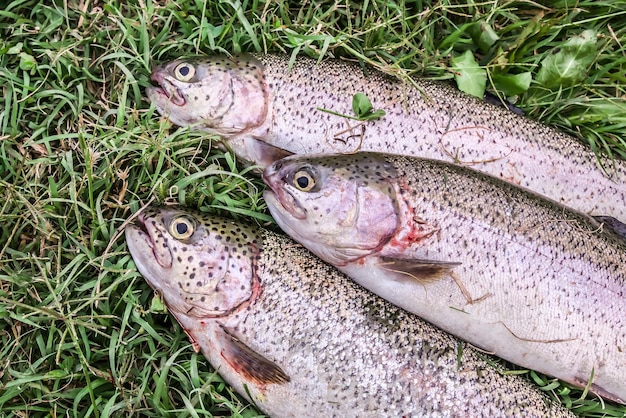 Caught fish rainbow trout on the grass