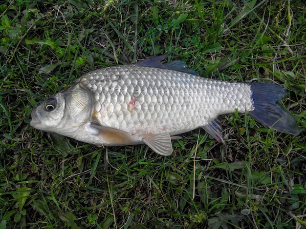 Photo a caught silver fish with fins lies on the grass scales eyes and gills are visible