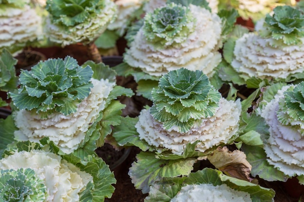 Cauliflower in garden