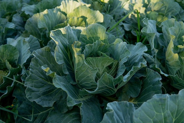 Cauliflower growing in the field