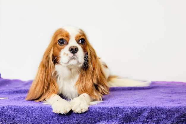 The cavalier Charles king spaniel dog lies and looks at the camera on a white background