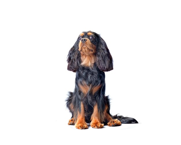 The cavalier Charles spaniel dog with a wellgroomed coat sitting on a white background