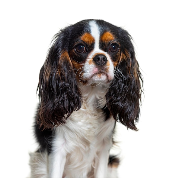 Cavalier king Charles dog isolated on white