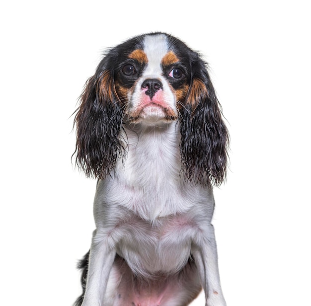 Cavalier king Charles dog isolated on white