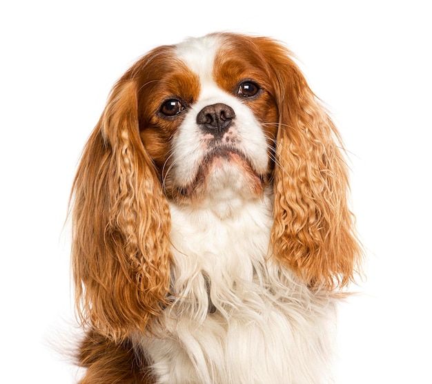 Cavalier king charles dog isolated on white