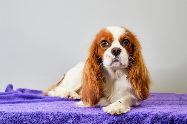 Cavalier King Charles dog lies on the table after grooming