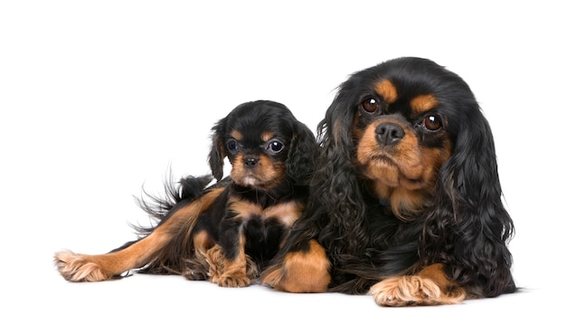 Cavalier King Charles mother and pup