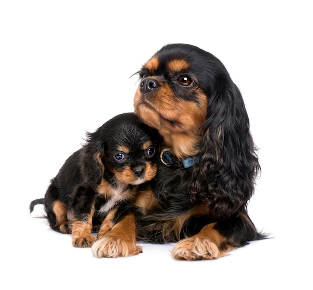 Cavalier King Charles puppy and mother