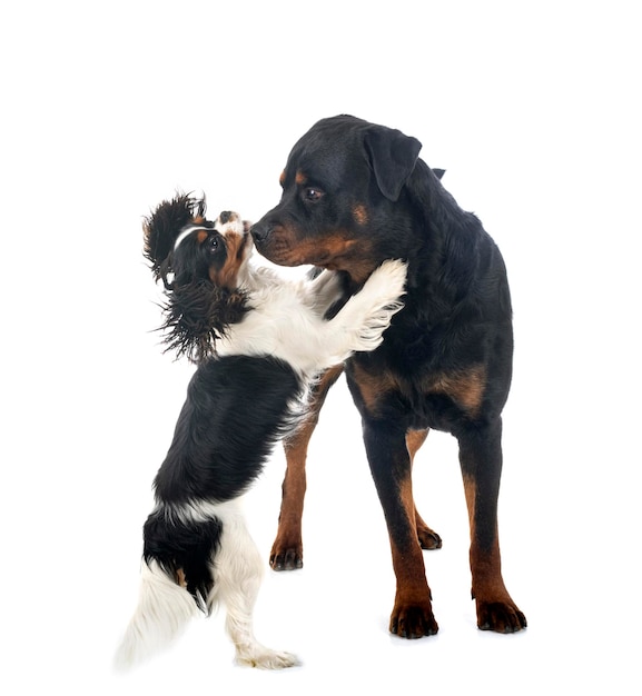 Cavalier king charles and rottweiler