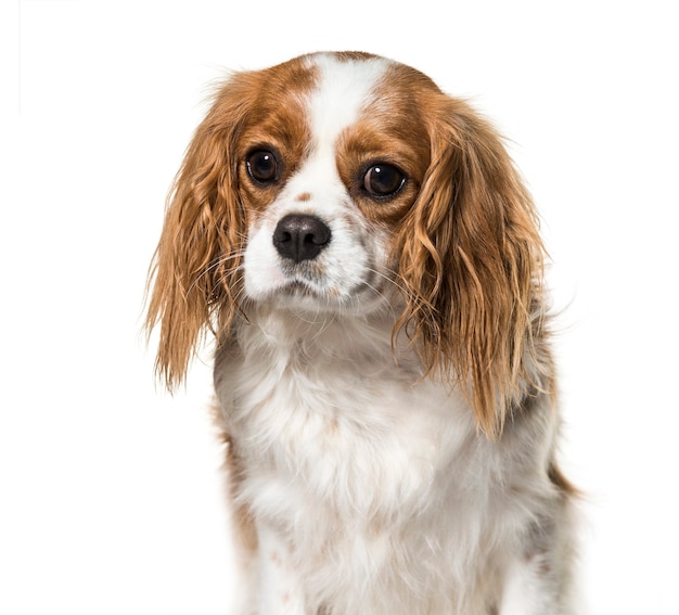 Cavalier King Charles Spaniel, 2 years old, in front of white background