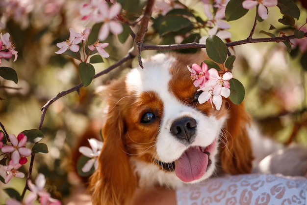 Cavalier King Charles Spaniel in blooming apple tree Top view