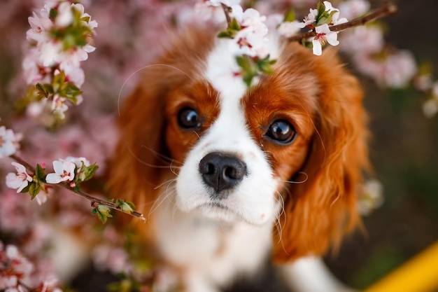 Cavalier King Charles Spaniel in blooming apple tree Top view