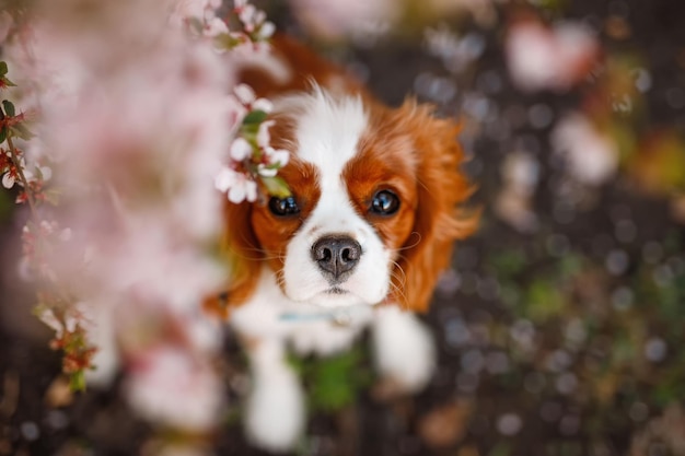 Cavalier King Charles Spaniel in blooming apple tree. Top view