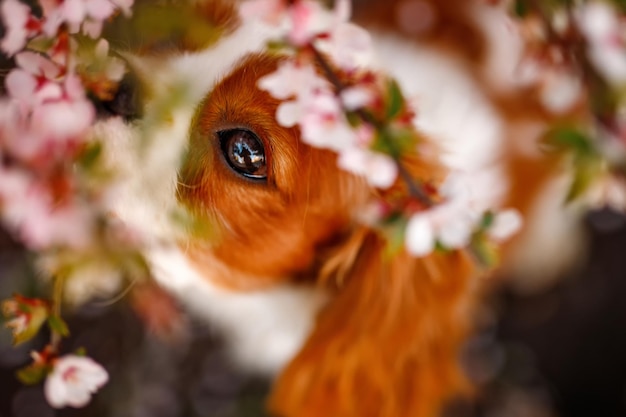 Cavalier King Charles Spaniel in blooming apple tree. Top view