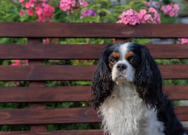 The Cavalier King Charles spaniel dog is sitting on a bench in the garden