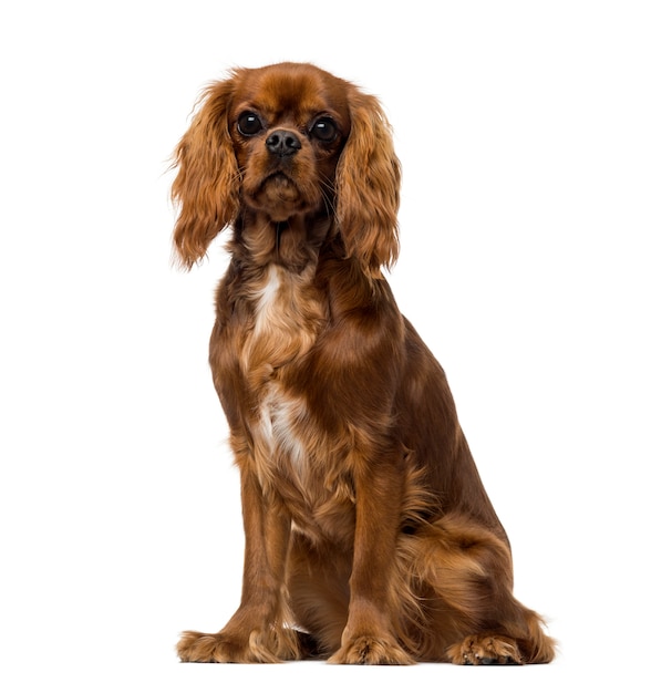 Cavalier King Charles Spaniel in front of a white wall