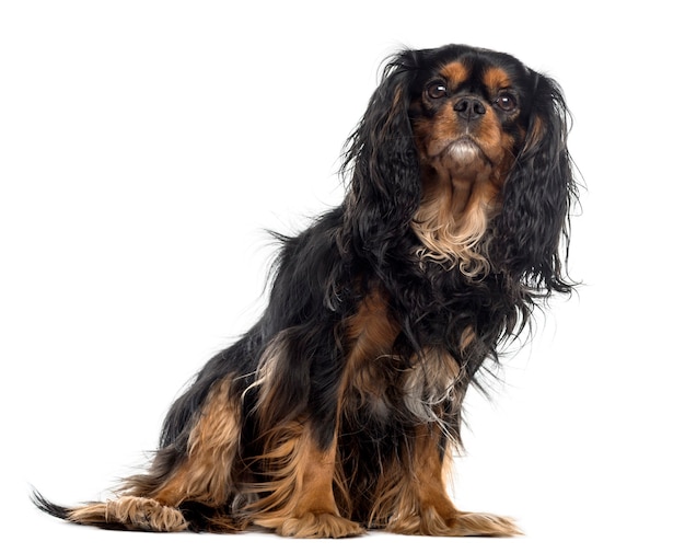 Cavalier King Charles Spaniel in front of a white wall