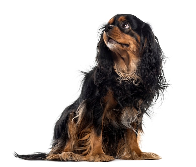 Cavalier King Charles Spaniel in front of a white wall