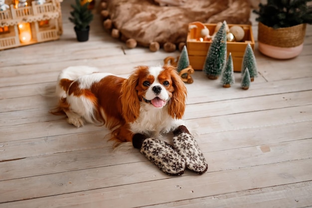 The Cavalier King Charles Spaniel is lying on the floor in winter sleeves Dog celebrate the new year