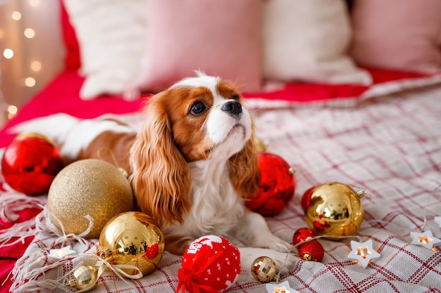 Cavalier King Charles Spaniel is lying on the sofa with New Year decorations for the Christmas tree Dog with Christmas balls