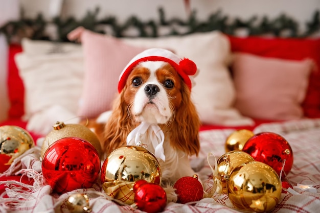 Cavalier King Charles Spaniel is lying on the sofa with New Year decorations for the Christmas tree Dog with Christmas balls