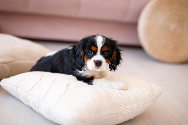 Cavalier King Charles Spaniel is sleeping on their pillow