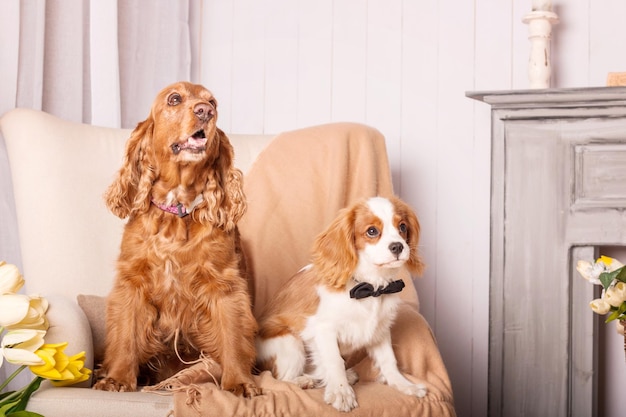 Cavalier King Charles Spaniel puppy dog and English Cocker Spaniel dog sitting together