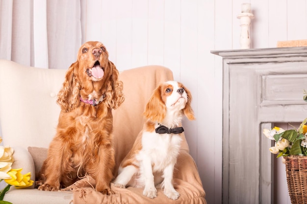 Cavalier King Charles Spaniel puppy dog and English Cocker Spaniel dog sitting together