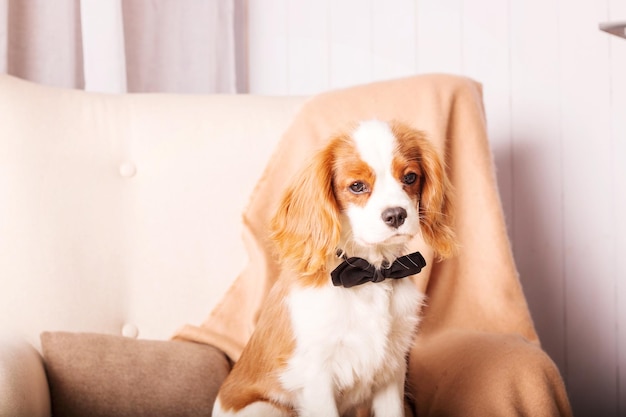 Cavalier King Charles Spaniel puppy dog inside