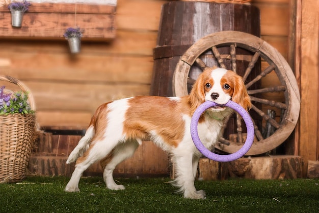 Cavalier King Charles Spaniel puppy dog playing with toy inside