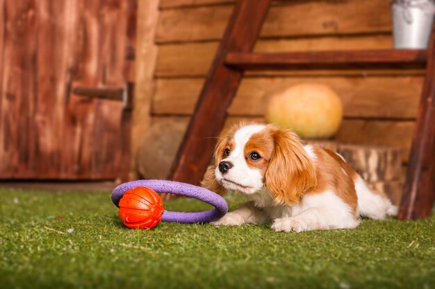 Cavalier King Charles Spaniel puppy dog playing with toy inside