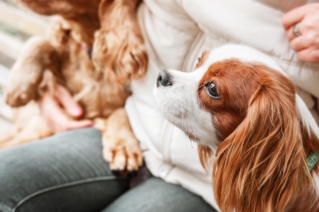 Cavalier King Charles Spaniel puppy dog with owner. Fall. Autumn.