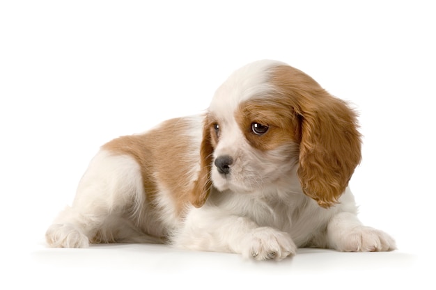 Cavalier King Charles Spaniel Puppy