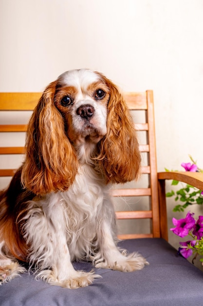 Cavalier king charles spaniel sits on the bench