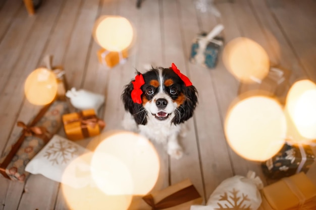 Cavalier King Charles Spaniel sits on a wooden floor, surrounded by New Year's decorations and gifts