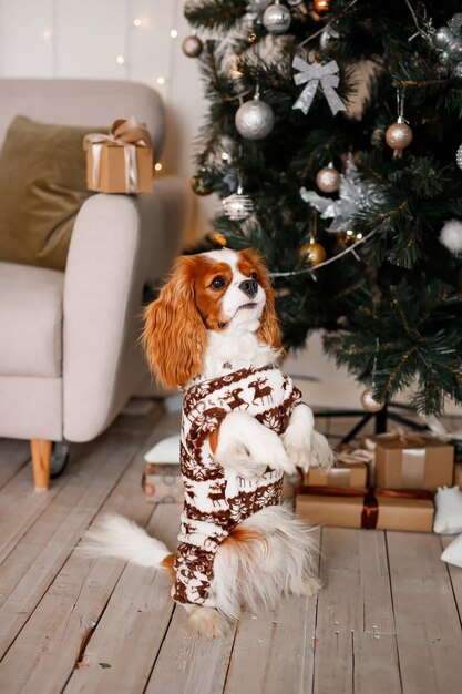 Cavalier King Charles Spaniel stands on its hind legs and enjoys Christmas and waits for a gift