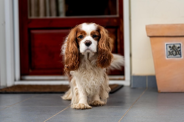 Cavalier king charles spaniel