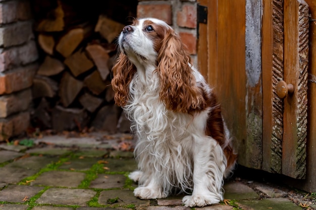 Cavalier king charles spaniel