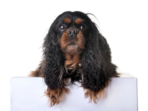 cavalier king charles