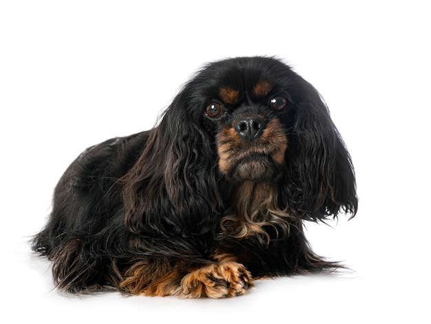 Cavalier king charles