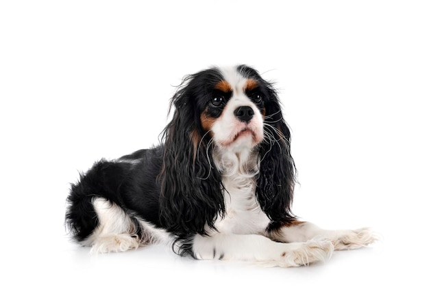 Cavalier king charles