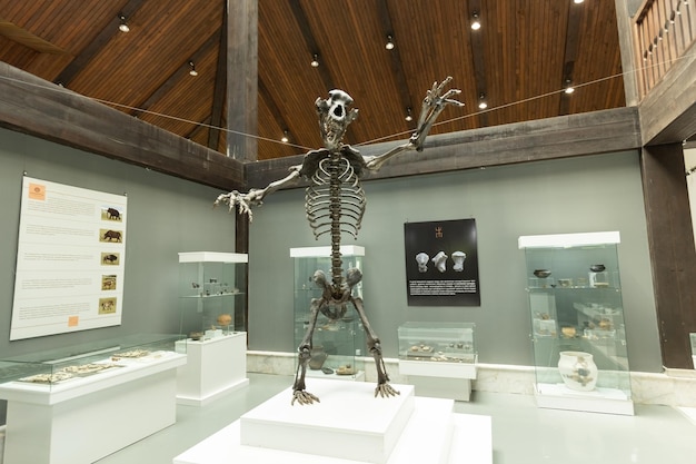 Cave bear skeleton in the National Museum Arandjelovac Serbia